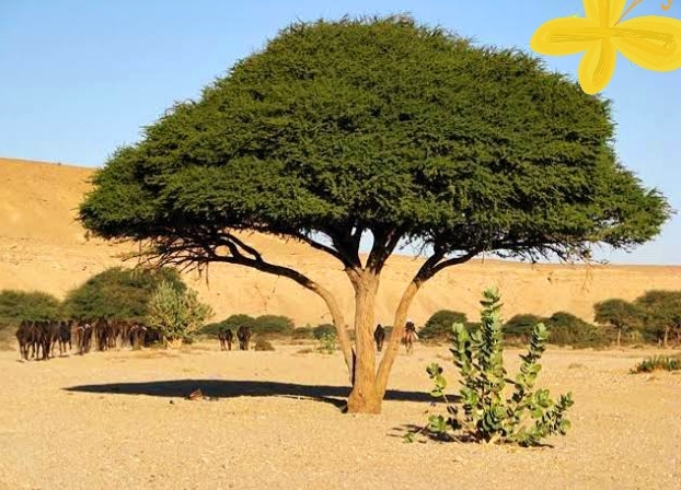 شجرة الطلح النجدي.. كنز الصحراء وعنوان الصمود البيئي