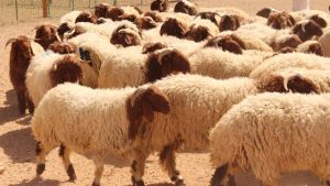 مع اقتراب عيد الأضحى.. دليل إرشادي لاختيار خروف الأضحية بشكل سليم