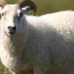 مع اقتراب عيد الأضحى.. دليل إرشادي لاختيار خروف الأضحية بشكل سليم