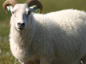 مع اقتراب عيد الأضحى.. دليل إرشادي لاختيار خروف الأضحية بشكل سليم