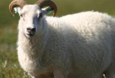 مع اقتراب عيد الأضحى.. دليل إرشادي لاختيار خروف الأضحية بشكل سليم