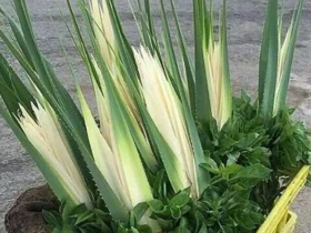 زراعة الكادي في السعودية.. انتشار واسع واستخدامات متعددة لنبات عطري مميز