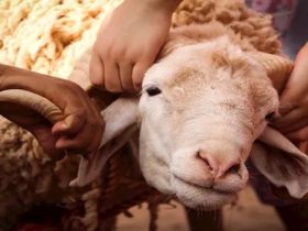الأضحية.. شعيرة الامتثال وفلسفة العطاء بكرامة