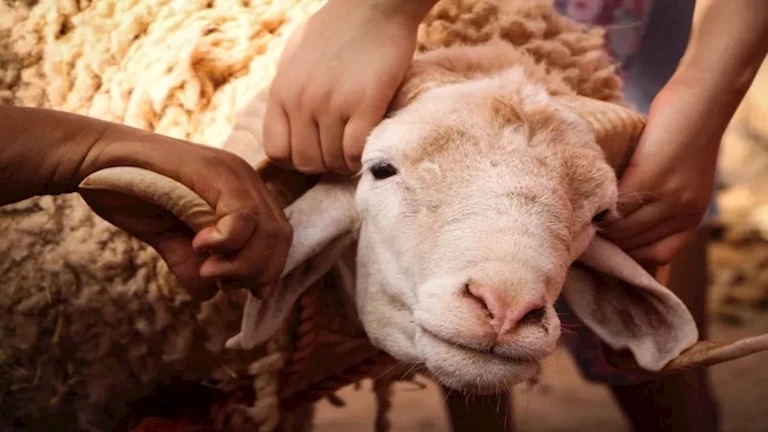 الأضحية.. شعيرة الامتثال وفلسفة العطاء بكرامة