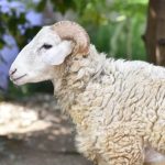 طقوس الذبح.. كيف تحولت الأضحية إلى كرنفال ثقافي في العالم الإسلامي؟