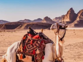 «صحارى».. مشروع سعودي يحول رعاية الإبل إلى منظومة ذكية متطور