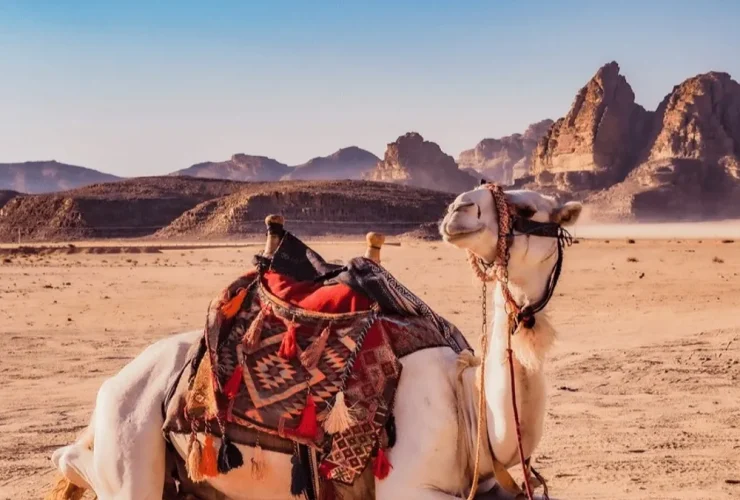 «صحارى».. مشروع سعودي يحول رعاية الإبل إلى منظومة ذكية متطور