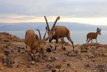 الوعل النوبي في السعودية.. جهود متواصلة لحماية أحد أبرز الحيوانات المهددة بالانقراض