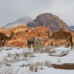 5 محميات ملكية في السعودية.. وجهات استثنائية لحماية الطبيعة والحياة البرية