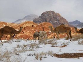 5 محميات ملكية في السعودية.. وجهات استثنائية لحماية الطبيعة والحياة البرية