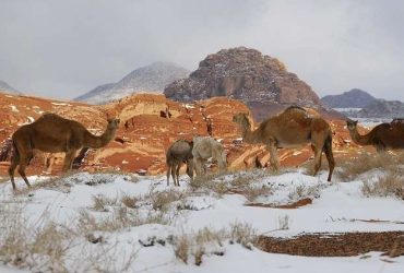 5 محميات ملكية في السعودية.. وجهات استثنائية لحماية الطبيعة والحياة البرية
