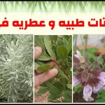صيدلية في حديقتك.. نباتات عشبية طبية يمكنك زراعتها بسهولة في المنزل