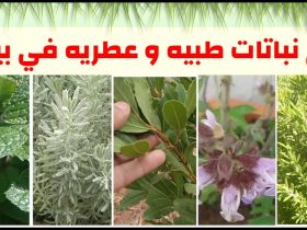صيدلية في حديقتك.. نباتات عشبية طبية يمكنك زراعتها بسهولة في المنزل