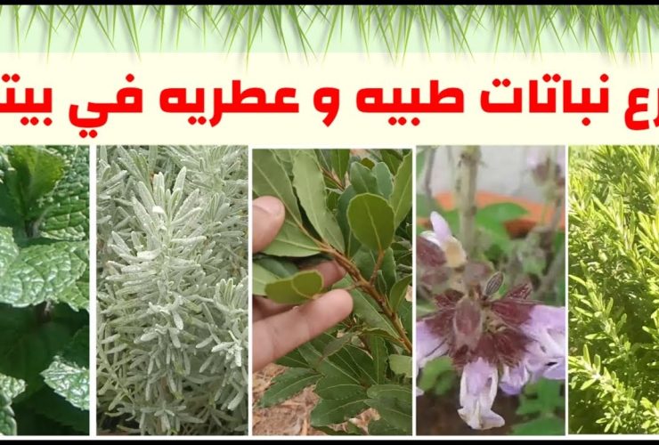 صيدلية في حديقتك.. نباتات عشبية طبية يمكنك زراعتها بسهولة في المنزل