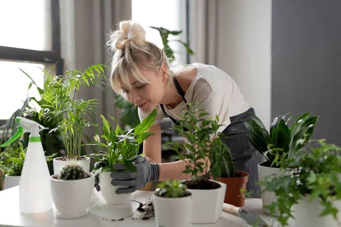 5 أخطاء شائعة في العناية بالنباتات المنزلية وكيفية تجنبها