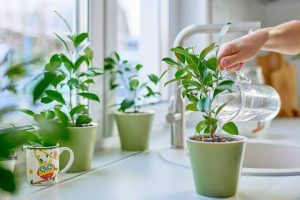 5 أخطاء شائعة في العناية بالنباتات المنزلية وكيفية تجنبها