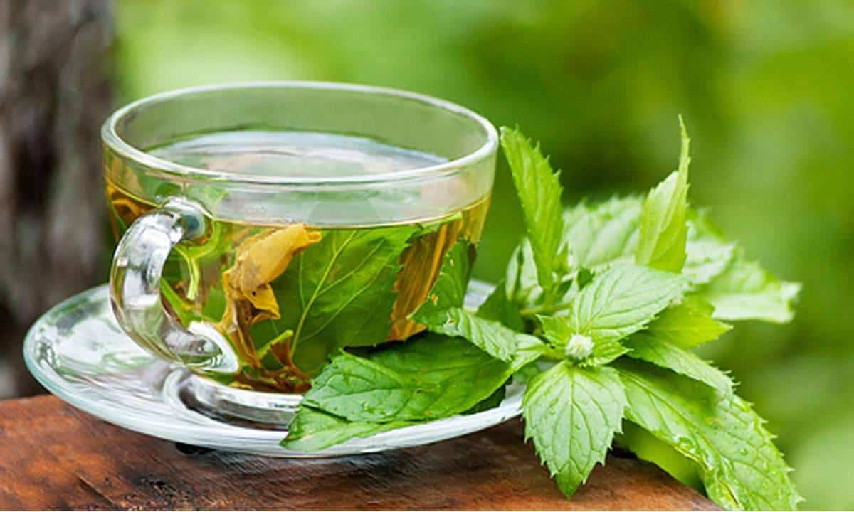 مشروب الشاي الأخضر لفقدان الوزن بالبابونج والنعناع الأخضر