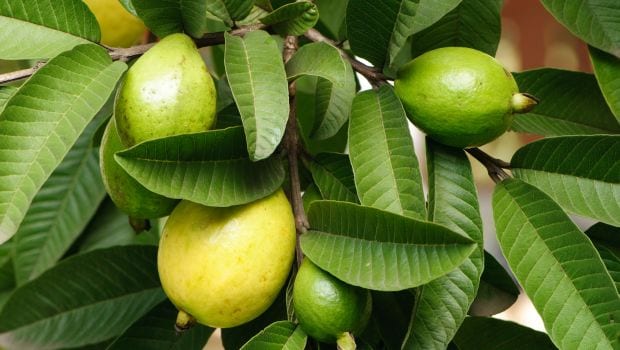 فوائد  أوراق الجوافة و القرنفل للشعر .. حل سريع للتساقط وتعزيز نموه