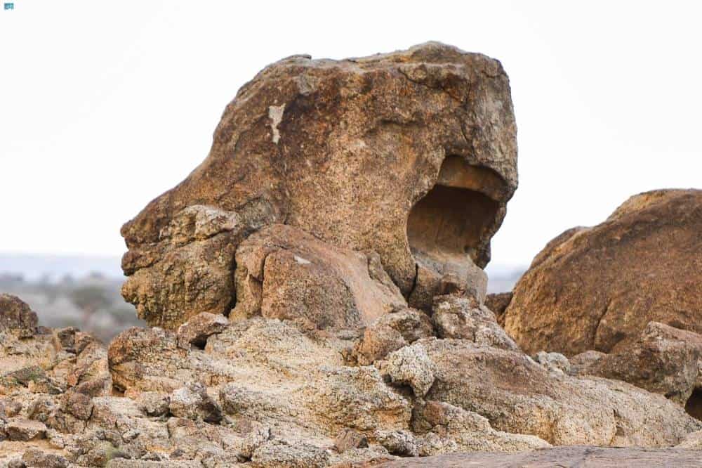 صخرة على هيئة نمر متوسد عرينه في «حرة القفيف» تثير التعجب