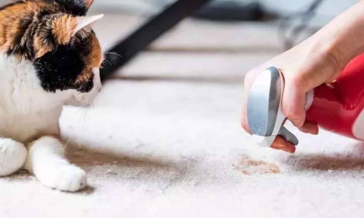 كيفية تنظيف فضلات القطط من المنزل.. تخلصي من البقع بسهولة